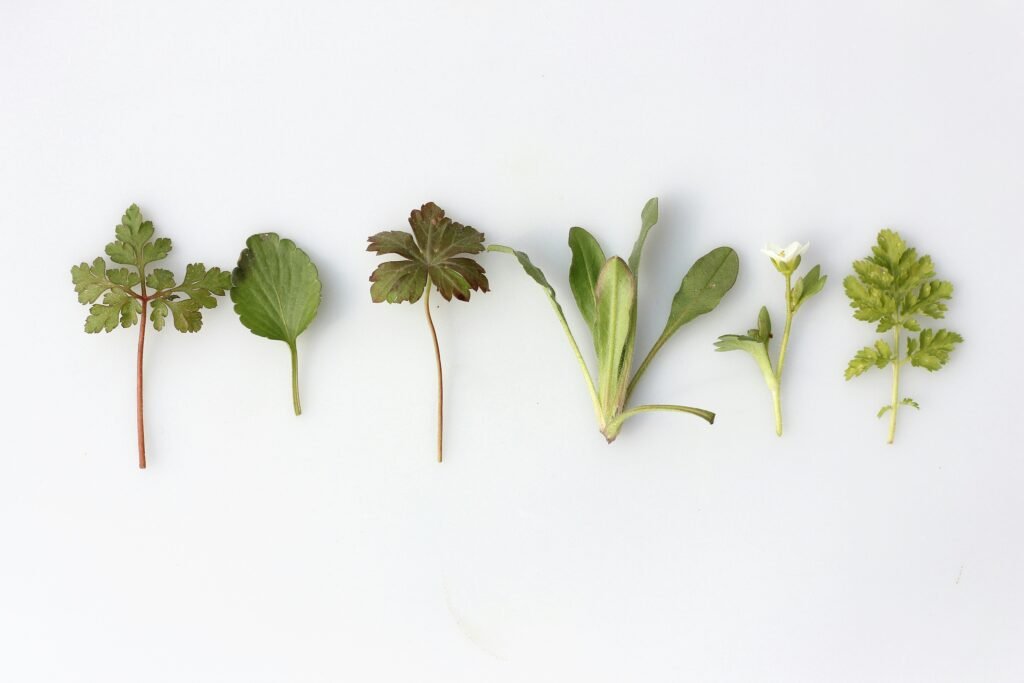 home grown herbs